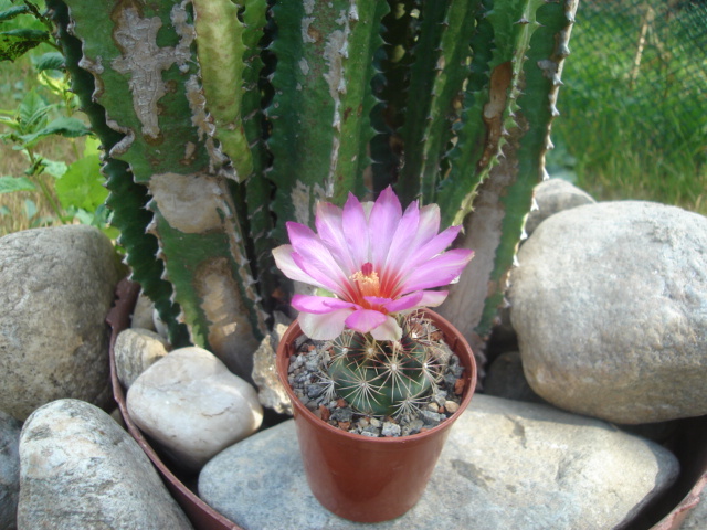 DSC04822 - Cactusi