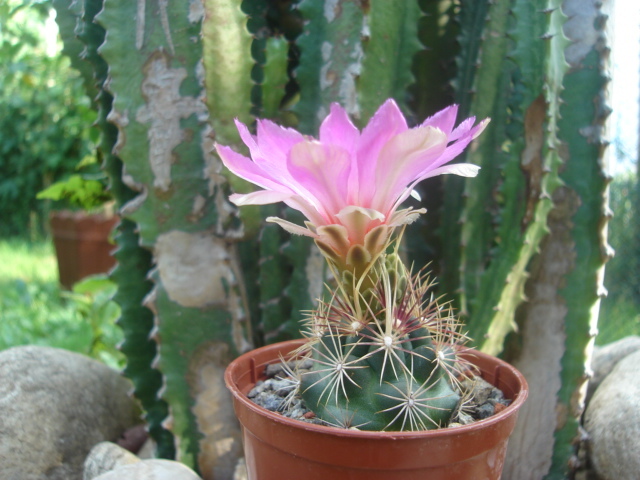DSC04823 - Cactusi