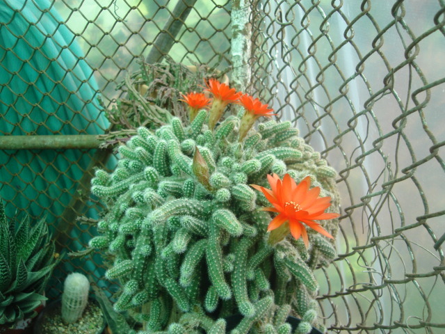DSC04846 - Cactusi