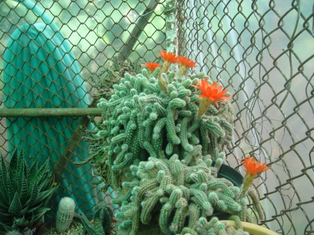 DSC04847 - Cactusi