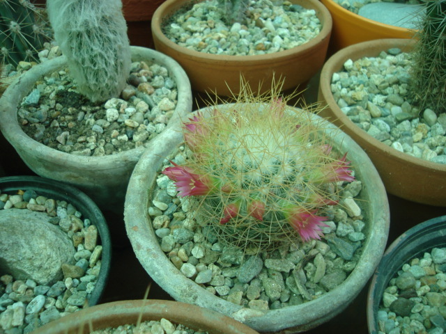 DSC04848 - Cactusi