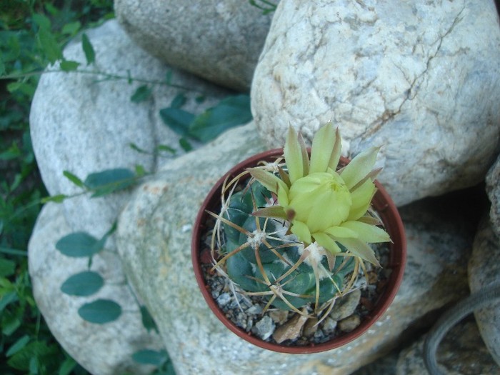 DSC04857 - Cactusi