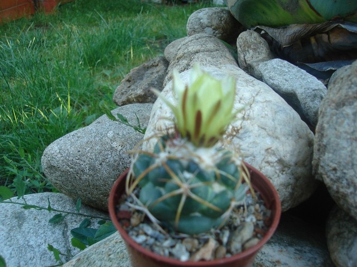 DSC04858 - Cactusi
