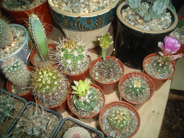 DSC04859 - Cactusi