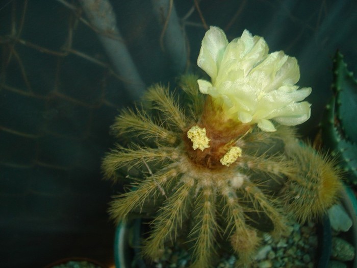 DSC04860 - Cactusi