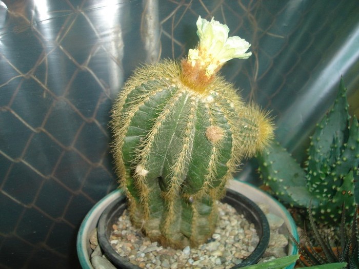 DSC04861 - Cactusi