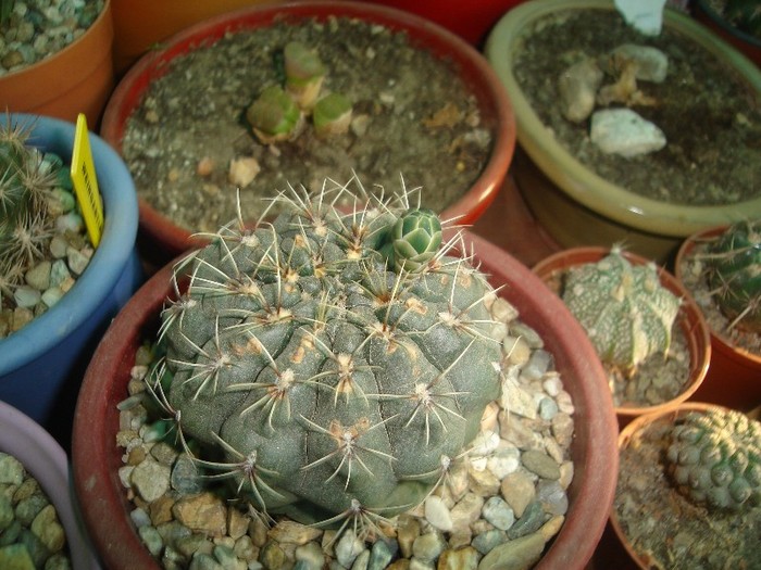 DSC04862 - Cactusi