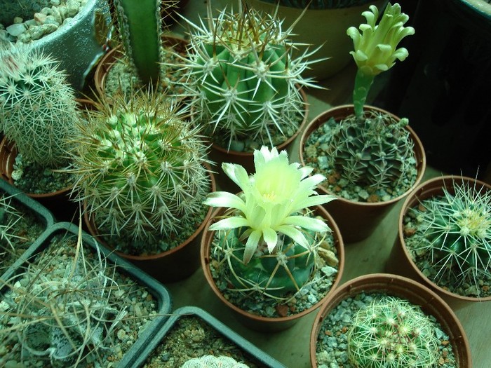 DSC04877 - Cactusi