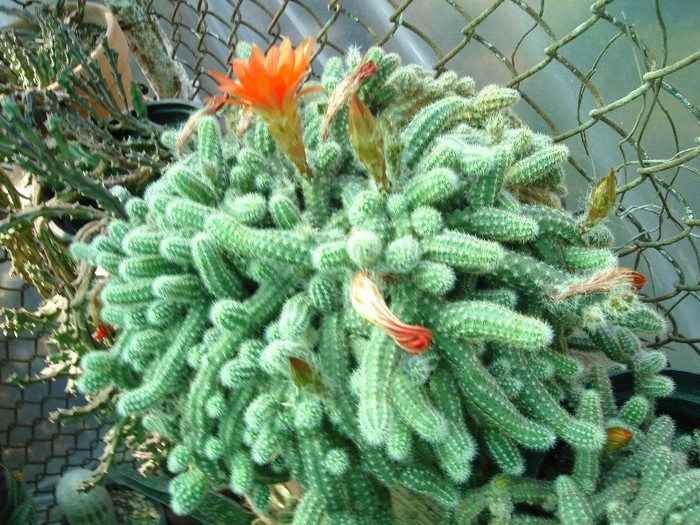 DSC04878 - Cactusi