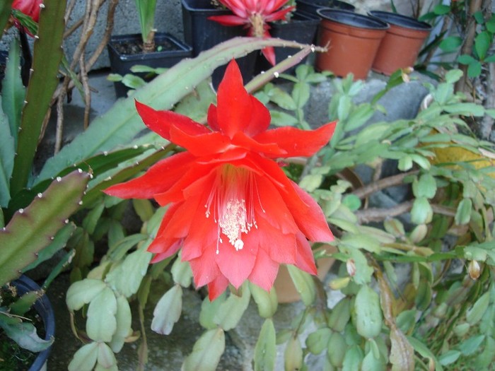 DSC04882 - Cactusi