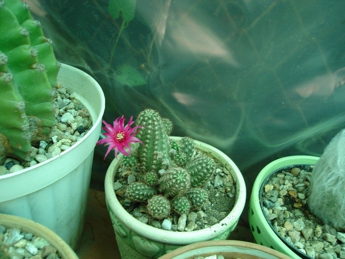 DSC04883 - Cactusi