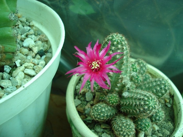 DSC04884 - Cactusi