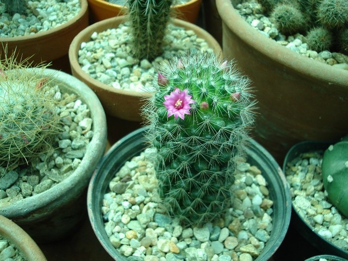 DSC04885 - Cactusi