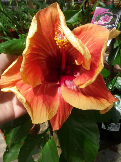 27.12.11 dimineata - Hibiscus 2011-2012