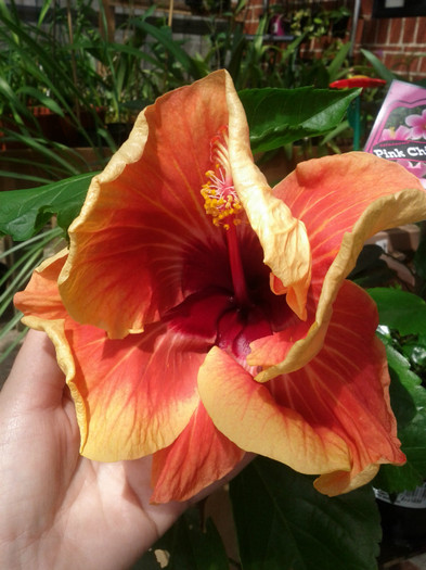  - Hibiscus 2011-2012