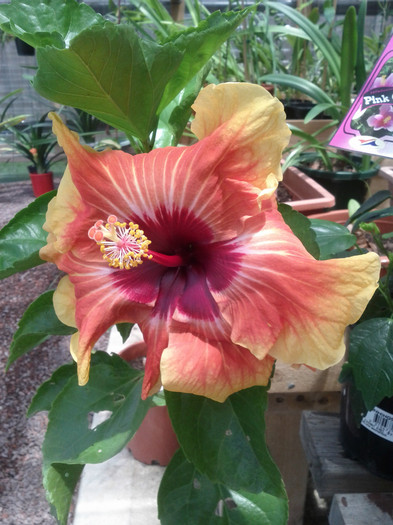 dupa amiaza - Hibiscus 2011-2012