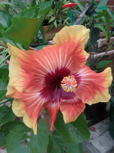  - Hibiscus 2011-2012