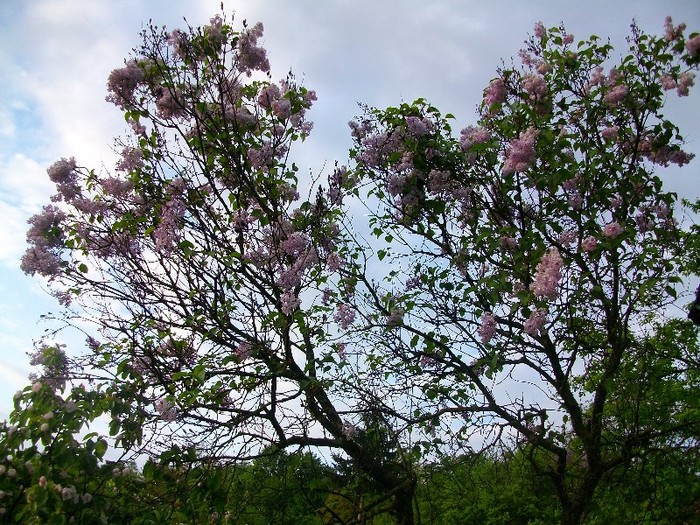 Liliac; un liliac ajuns la varsta de circa 35 si de ani
