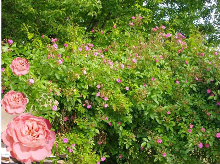 tufa de trandafiri salbatici - peisaje natura poze originale