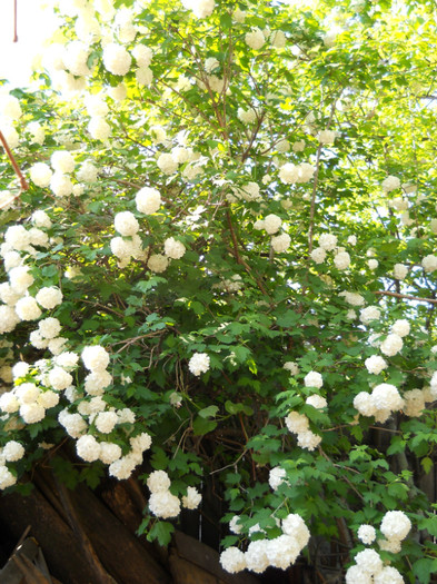 Boules de neige