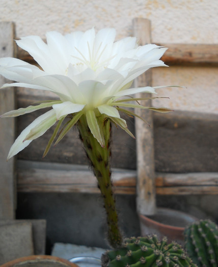 cactus inflorit