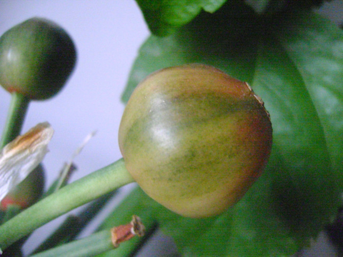 capsule seminte clivia cu frunza variegata