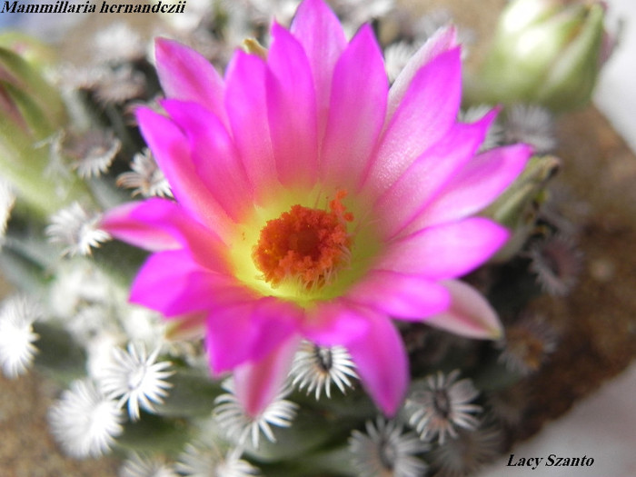 Mammillaria hernandezii - cactusi 2011