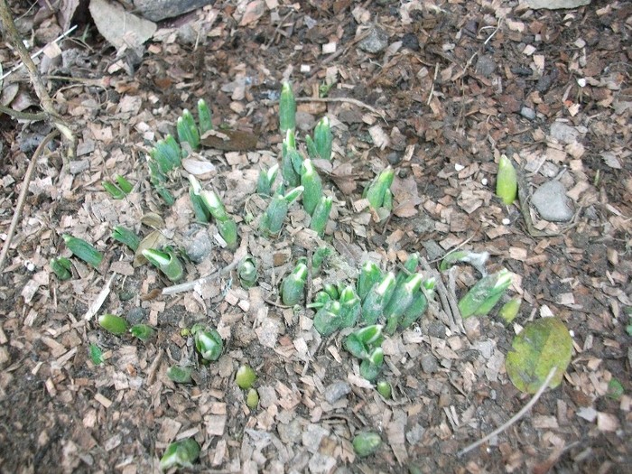 ghiocei - Decembrie in gradina