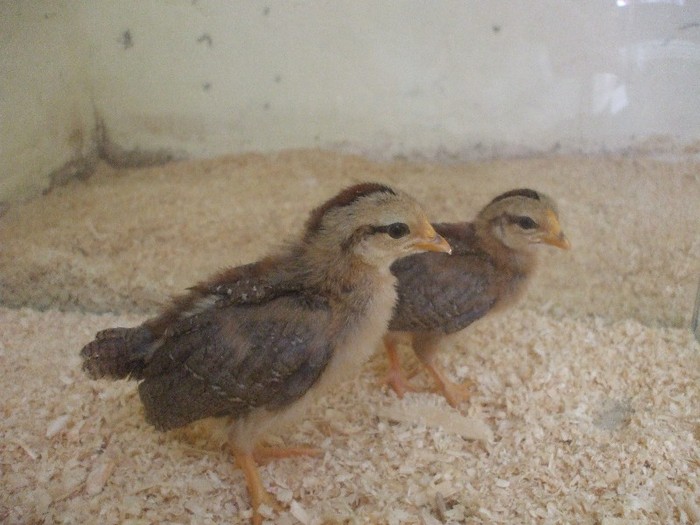 phoenix cu picoare olive