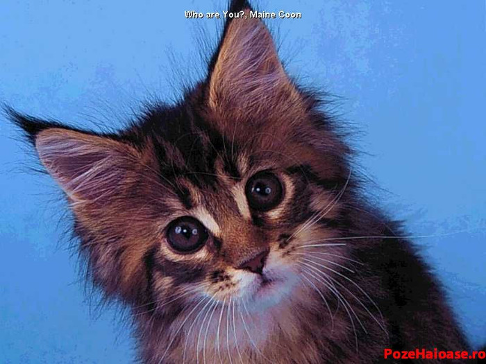 pisica_frumoasa - In acest00Pisici00
