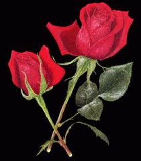 images (31)