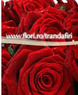 images (41) - Poze cu Trandafiri