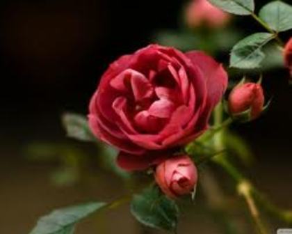 images (45)