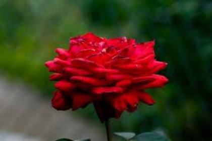 images (60)