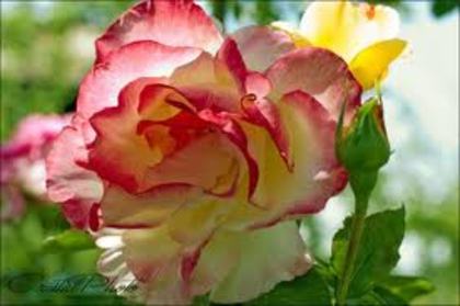 images (87)