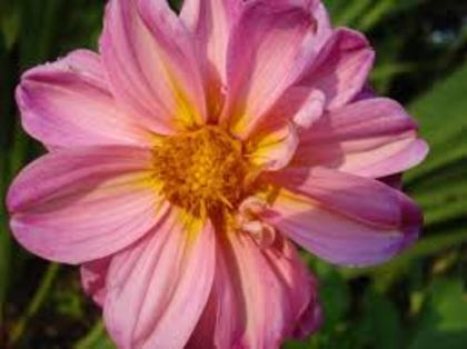images (34) - Poze Roz