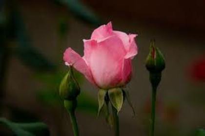 images (48) - Poze Roz