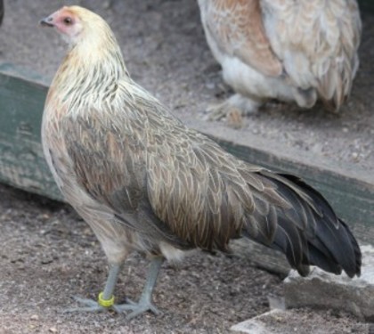 gaina onagadorii