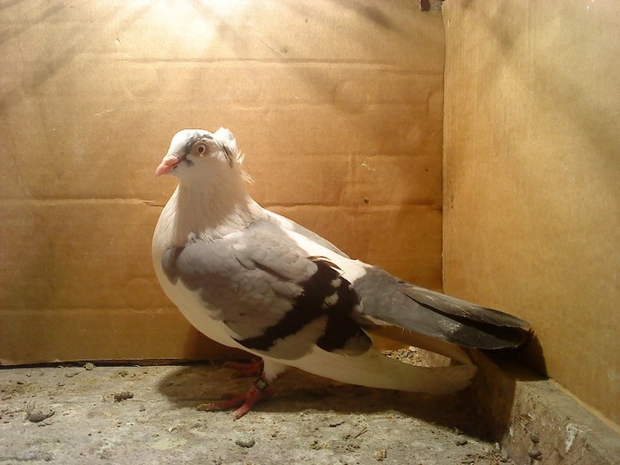 Data in Cobadin la Osbai - D- Porumbei JUCATORI DE GALATI VANDUTI Album 1