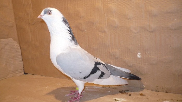 Dat in Cobadin la Osbai - D- Porumbei JUCATORI DE GALATI VANDUTI Album 1