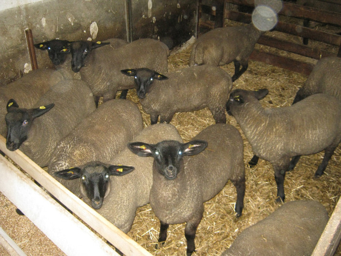 de vanzare miei suffolk