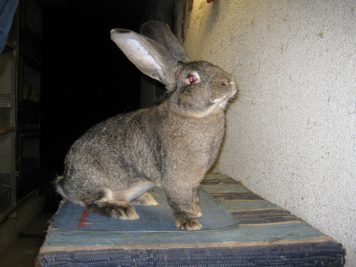 de vanzare 3 masculi de un an