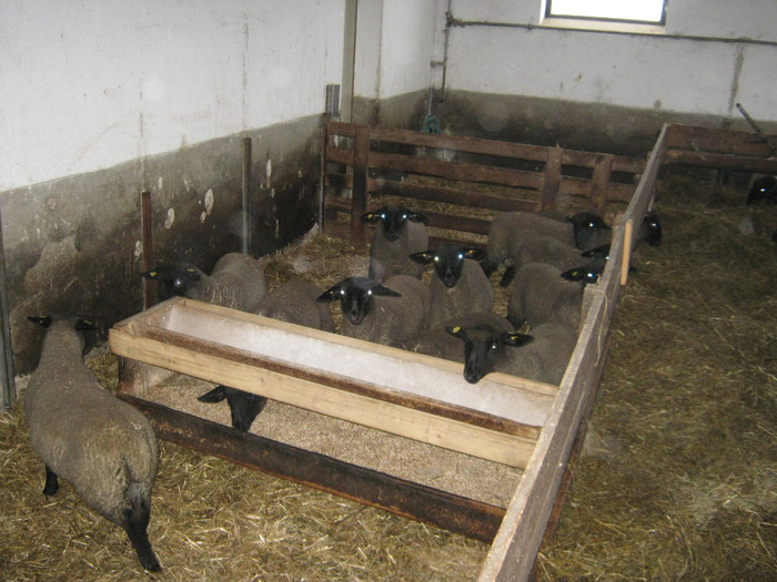 de vanzare miei in martie