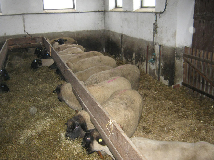 astea ma trebue sa fete