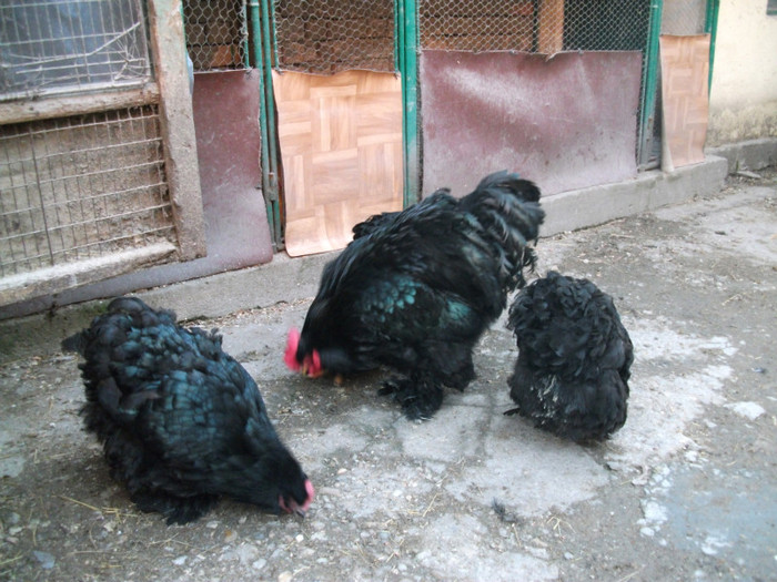 DSCF1922 - Cochin negru 2012