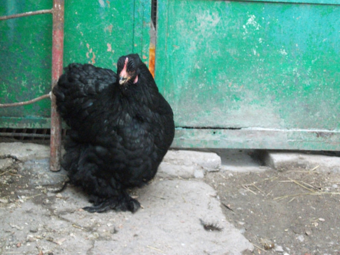 DSCF1939 - Cochin negru 2012