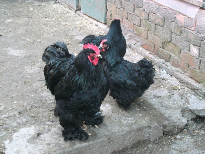 DSCF1943 - Cochin negru 2012