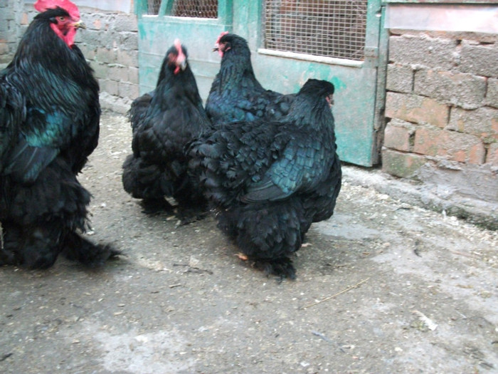 DSCF1944 - Cochin negru 2012