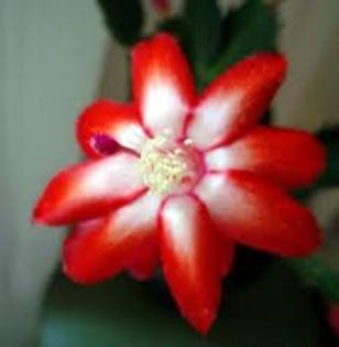 schlumbergera Fleur de Maio - a-dorinte- diverse