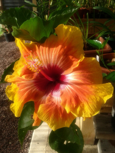 28.12.11 - Hibiscus 2011-2012